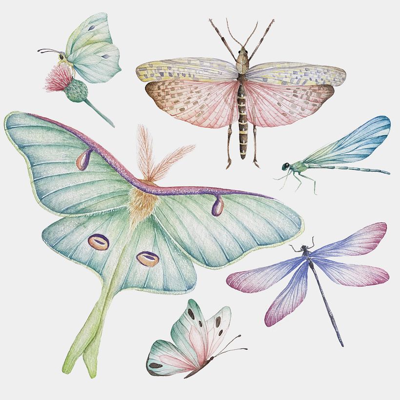 INSECTOS -1