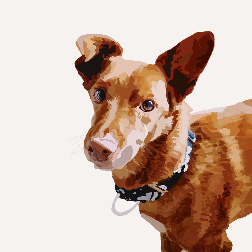 Ilustración animales 1