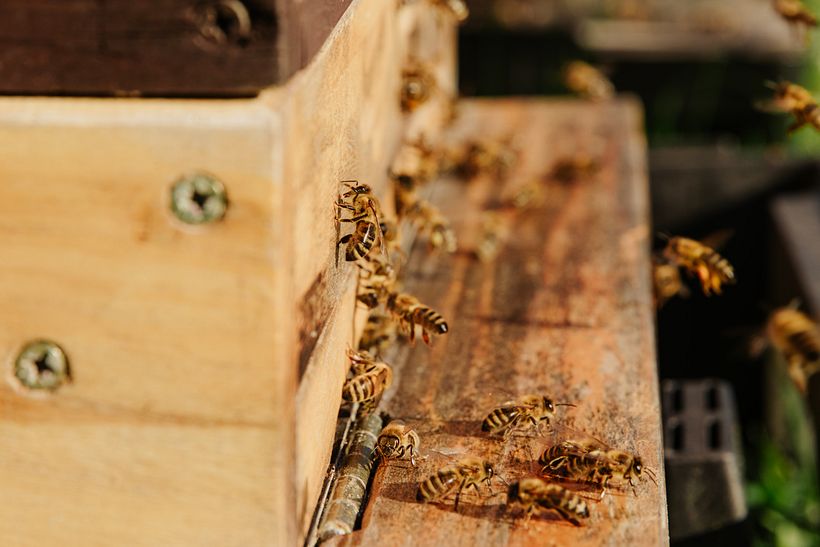 Dulce Abeja 4