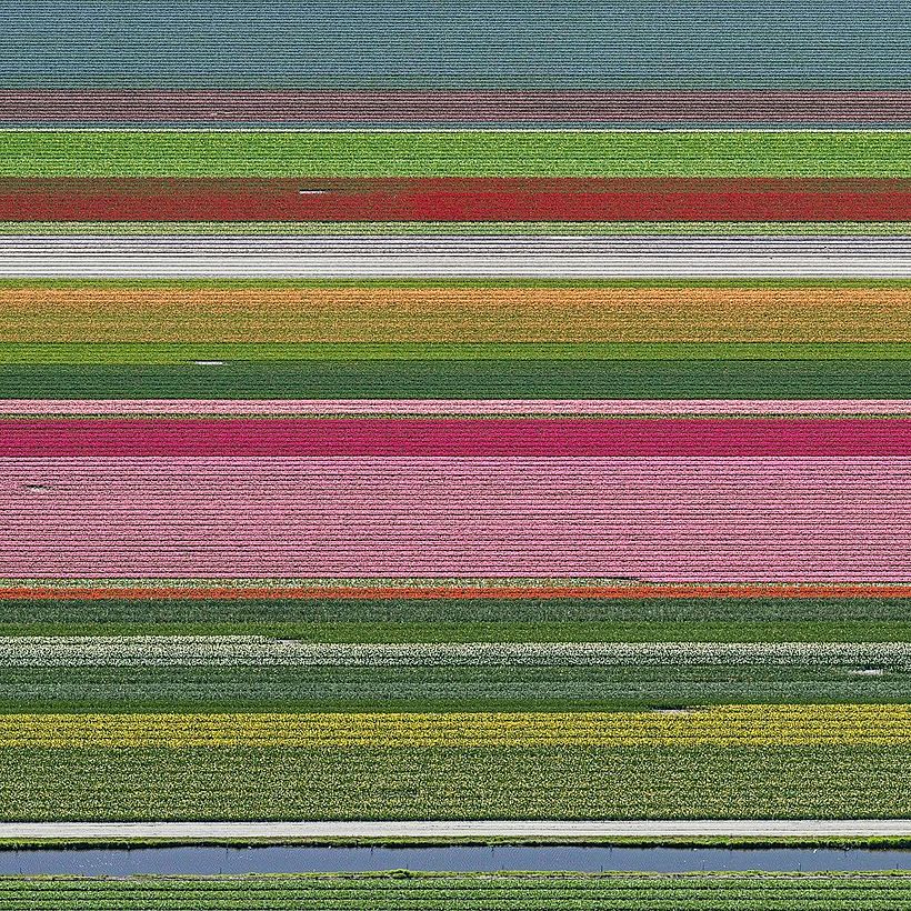 Tulip fields in the Netherlands. Bernhard Lang