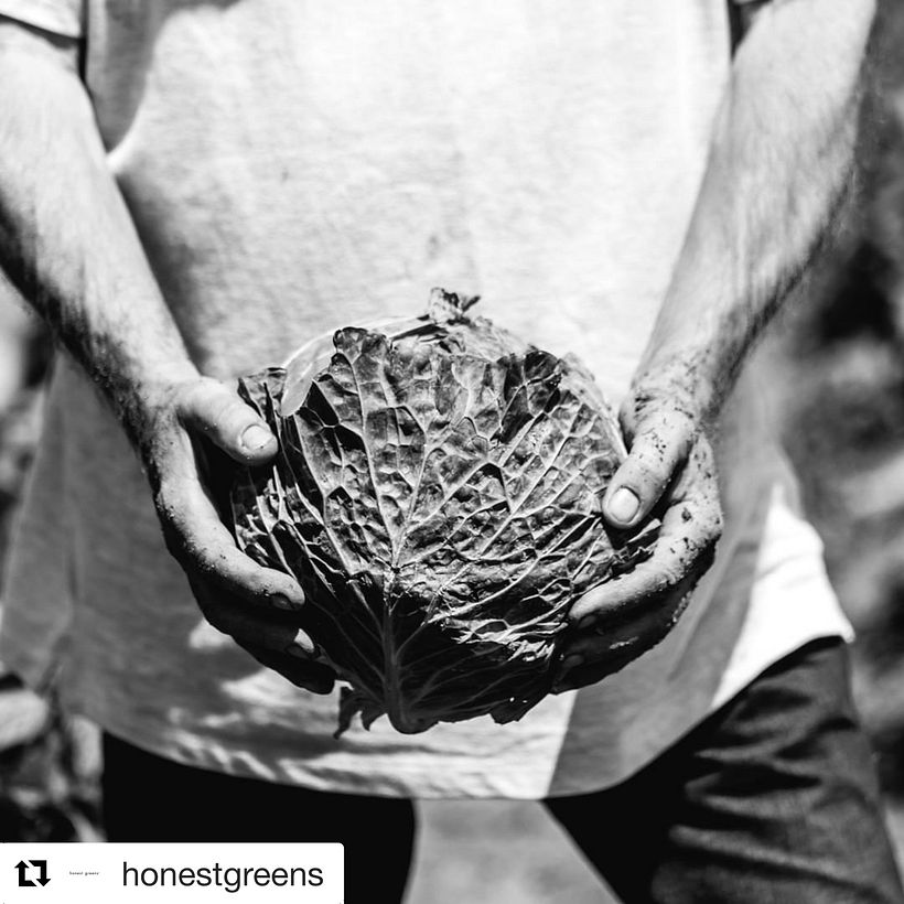 Honest Greens 7