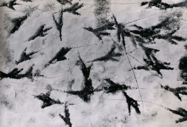 Fukase, M., “Karasu - La soledad de los cuervos”