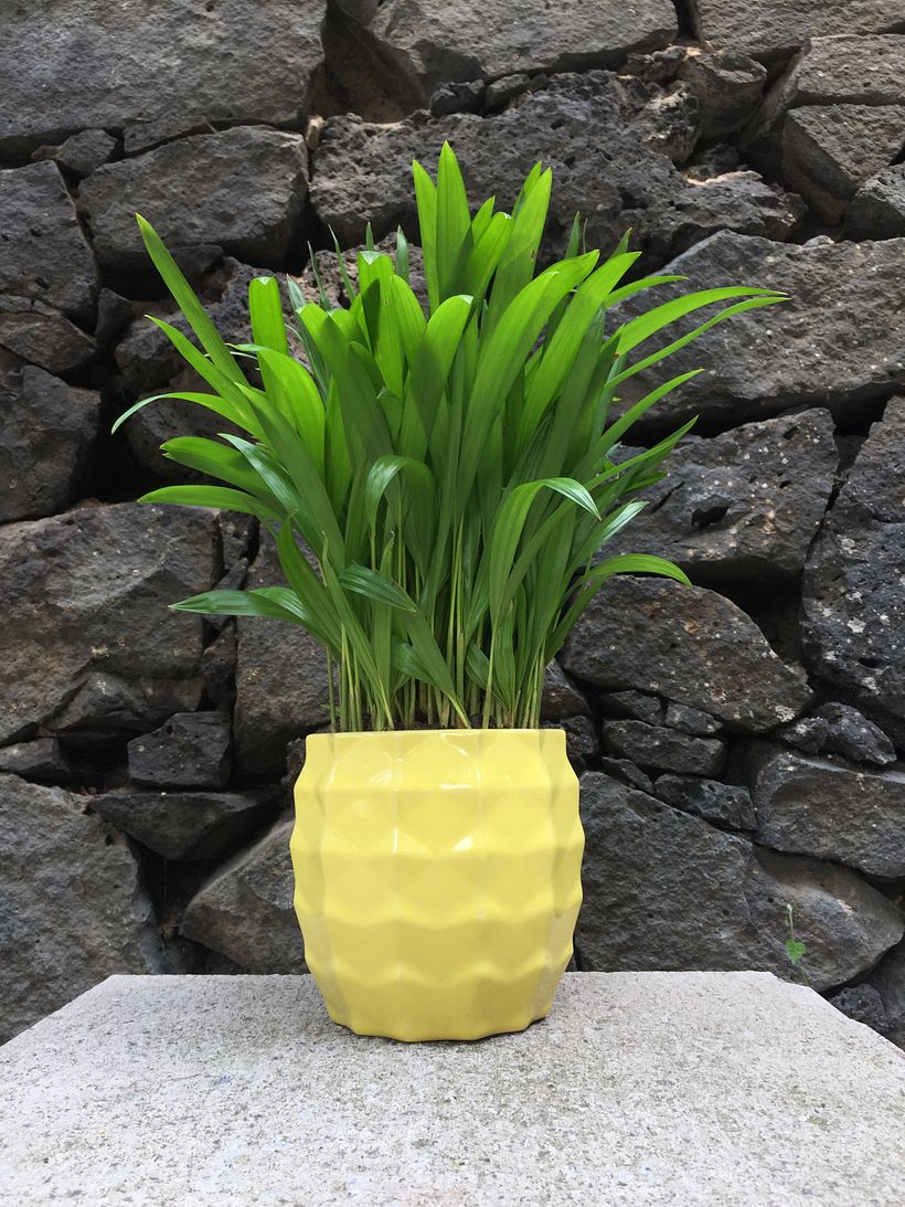 Maceta terminada con Palma Areca