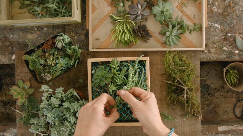 Botanical Design Tutorial: How to Design Frames with Succulents 3