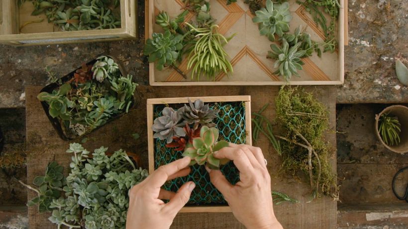 Botanical Design Tutorial: How to Design Frames with Succulents 5