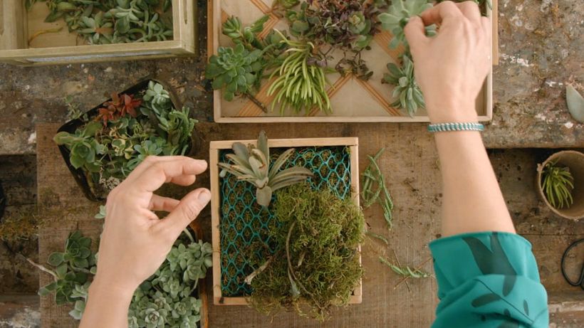 Botanical Design Tutorial: How to Design Frames with Succulents 7