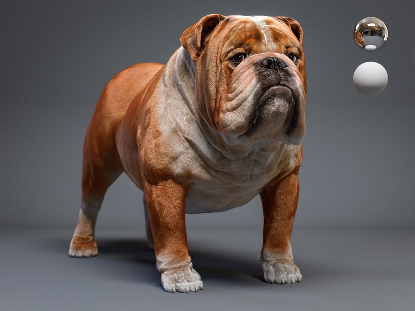 Mustang the bulldog 10