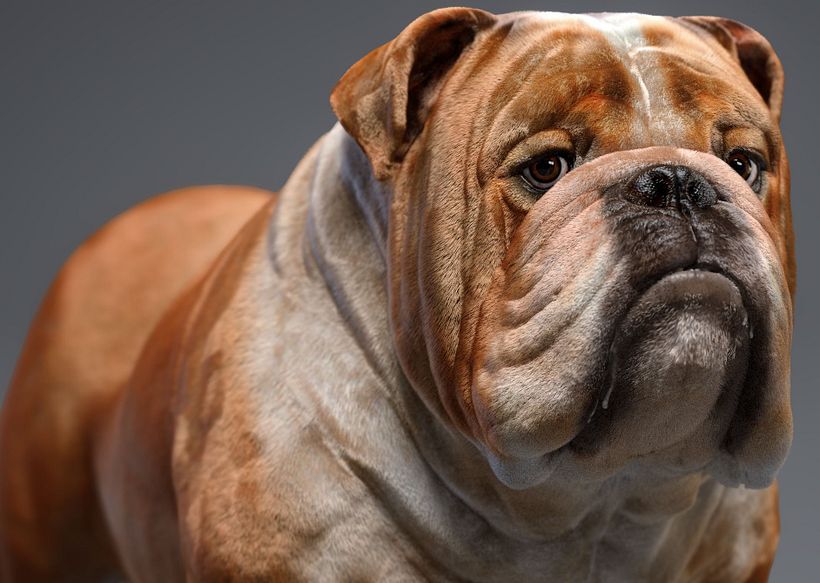 Mustang the bulldog 0