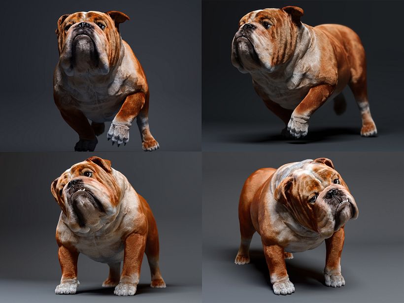 Mustang the bulldog 5