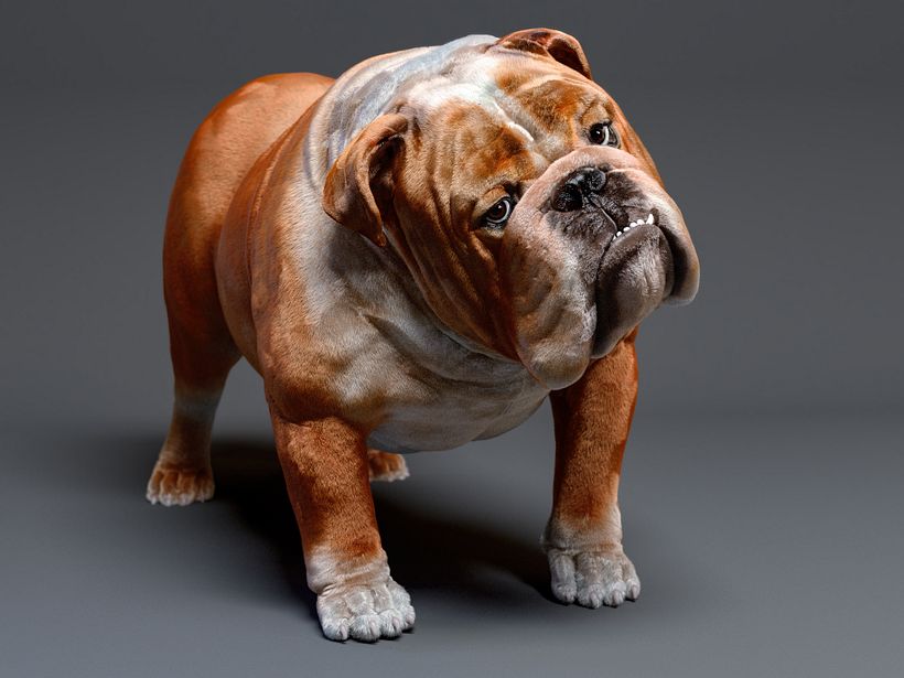 Mustang the bulldog 7