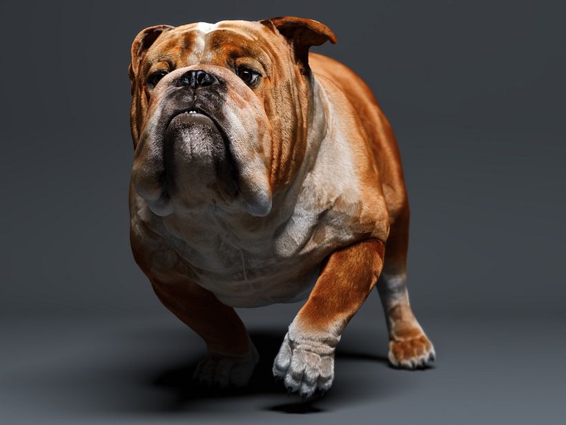 Mustang the bulldog 8