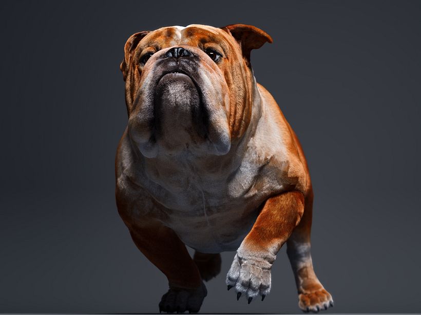 Mustang the bulldog 9