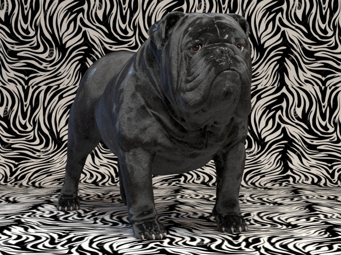 Mustang the bulldog 3
