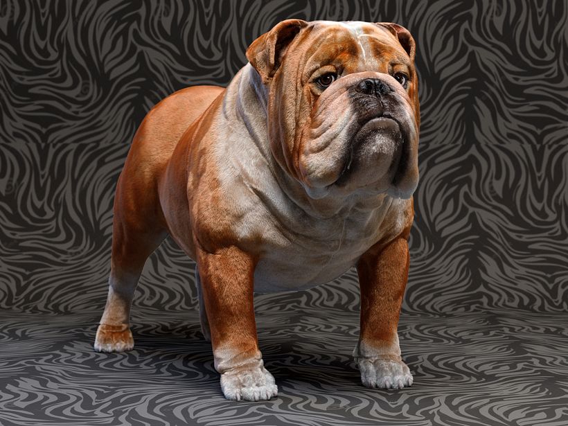Mustang the bulldog 2