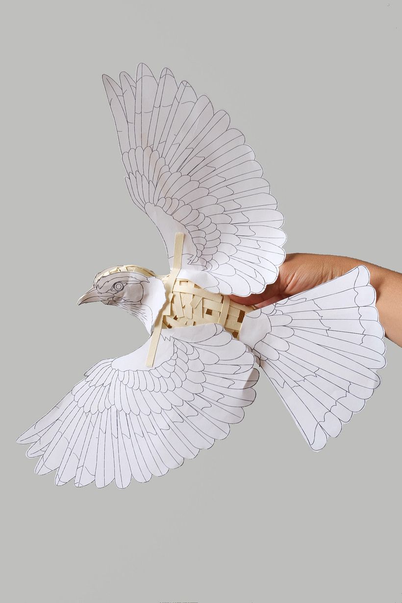 Indochinese roller  - 3D