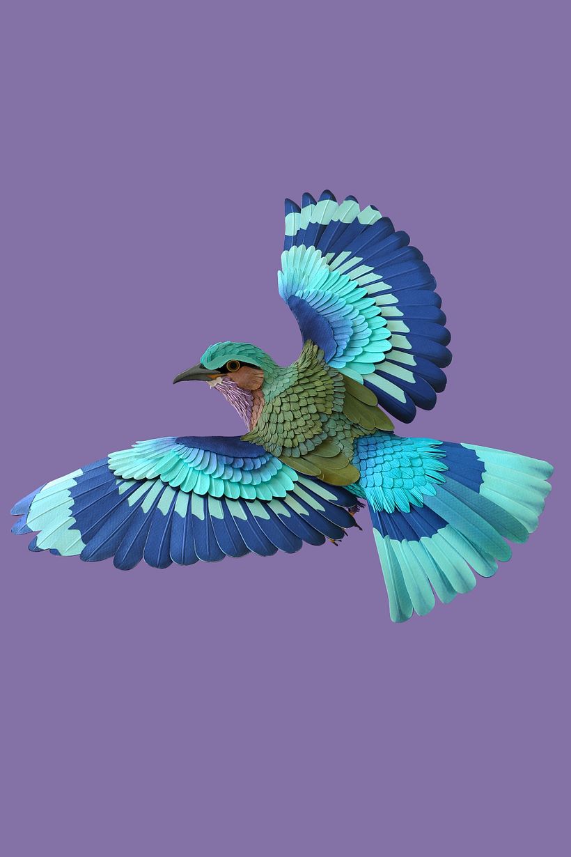 Indochinese roller  - 3D
