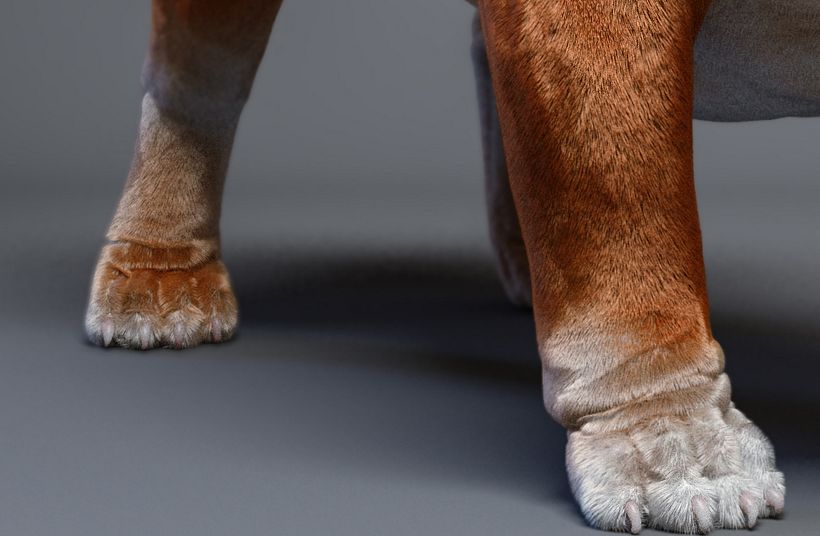 Mustang the bulldog 11