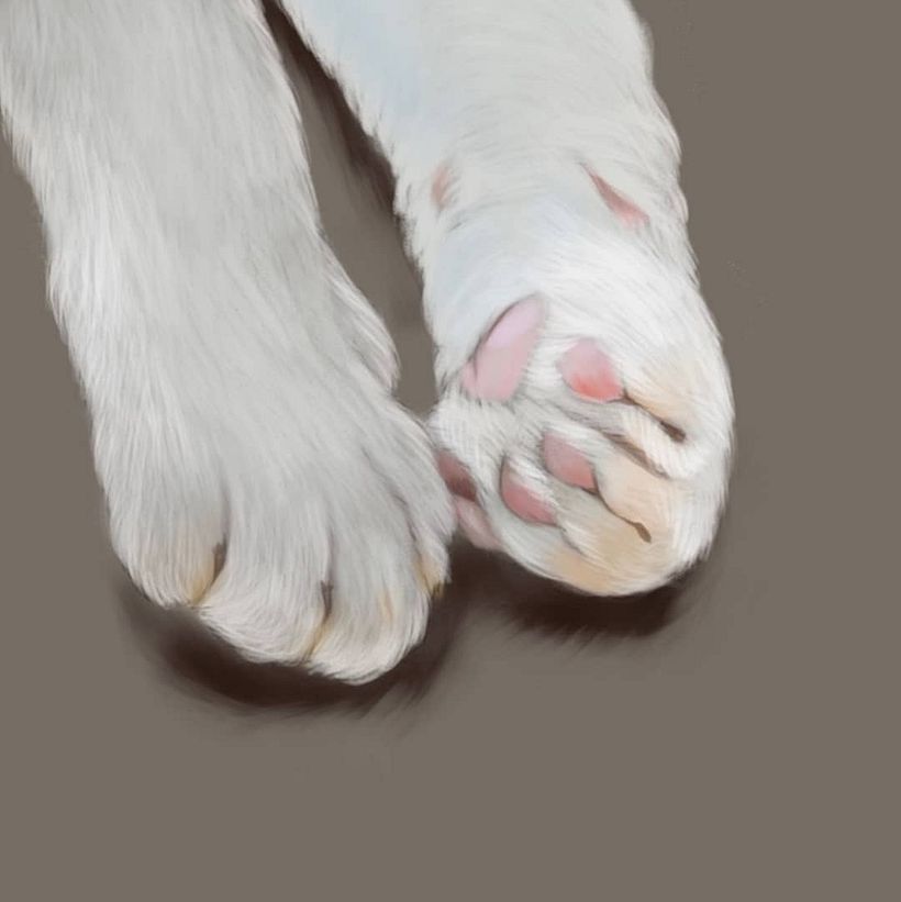 Mi Proyecto del curso: Ilustración naturalista de animales con Procreate 0