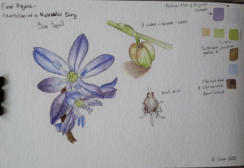 My project in Botanical Watercolor Sketchbook course 0