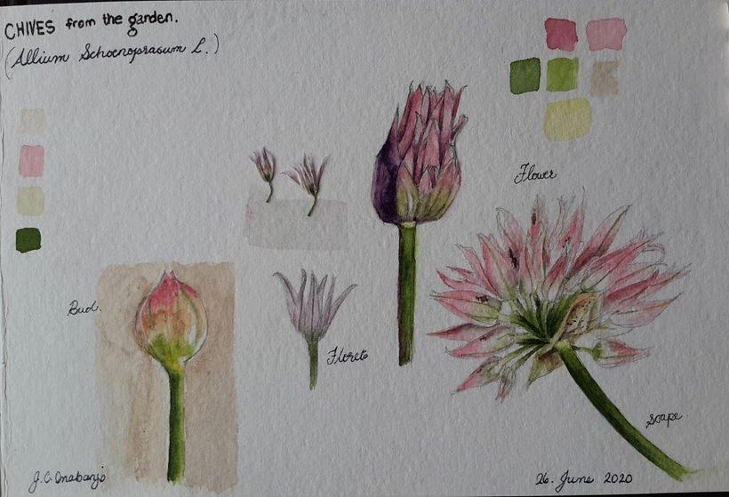 My project in Botanical Watercolor Sketchbook course 1