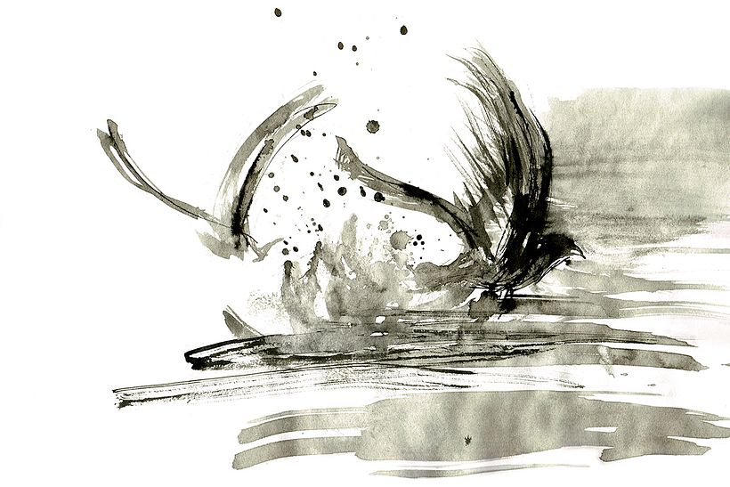 Shearwater birds 3