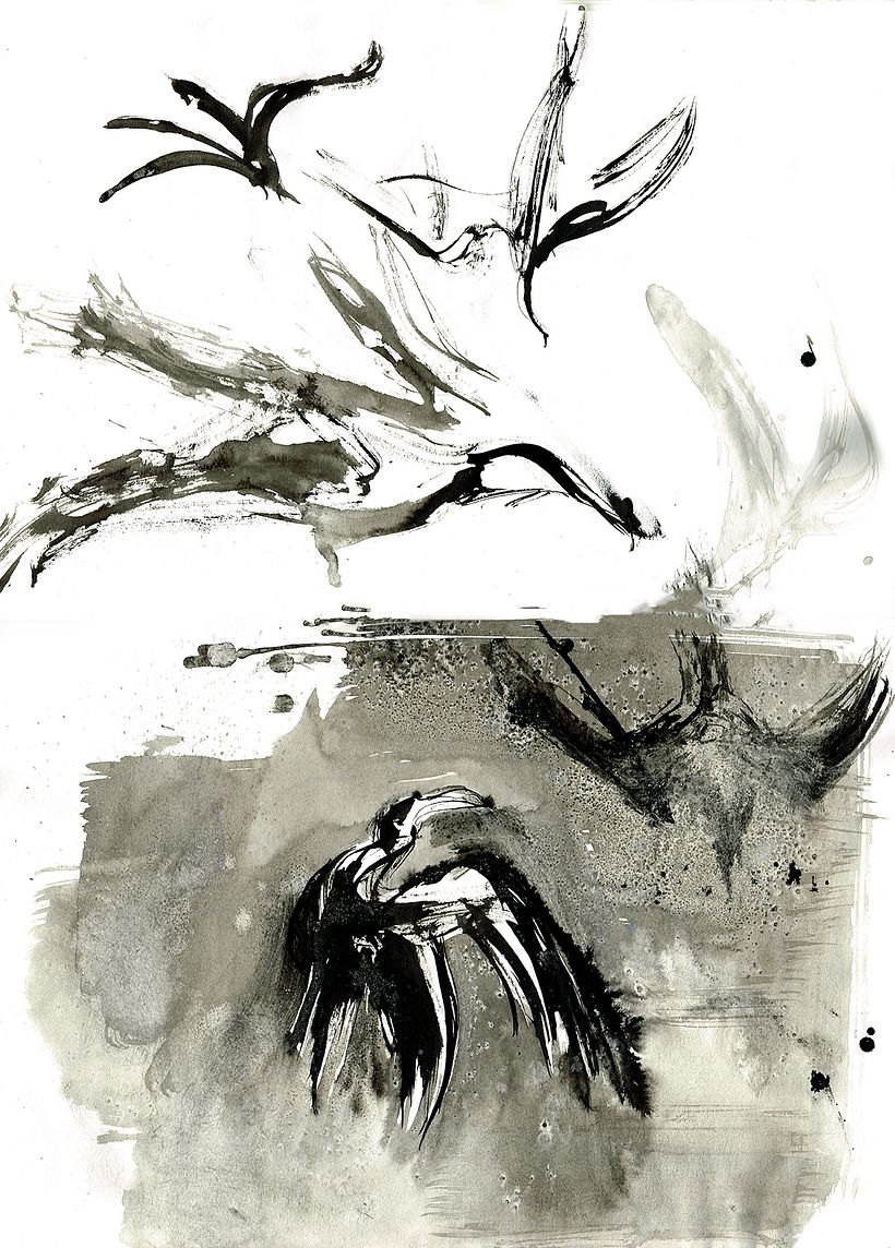 Shearwater birds 0