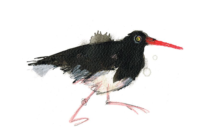 Coastal Birds 2