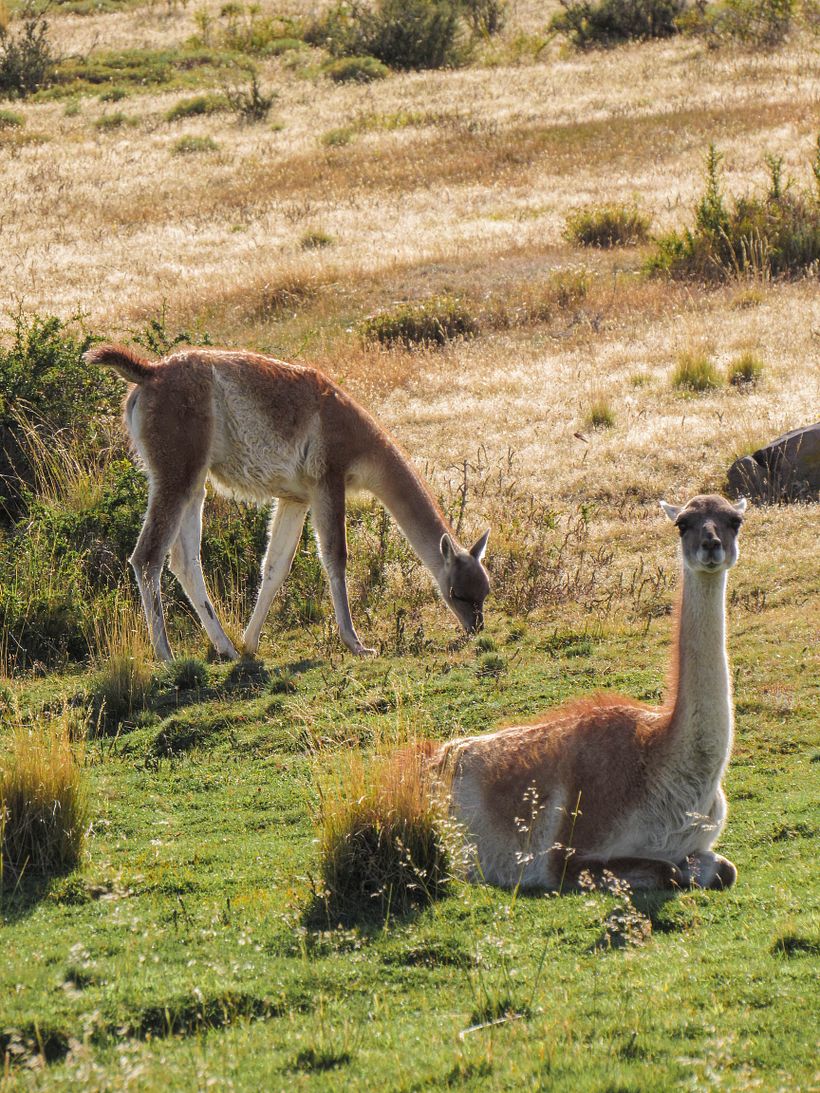 Sur de Chile 7