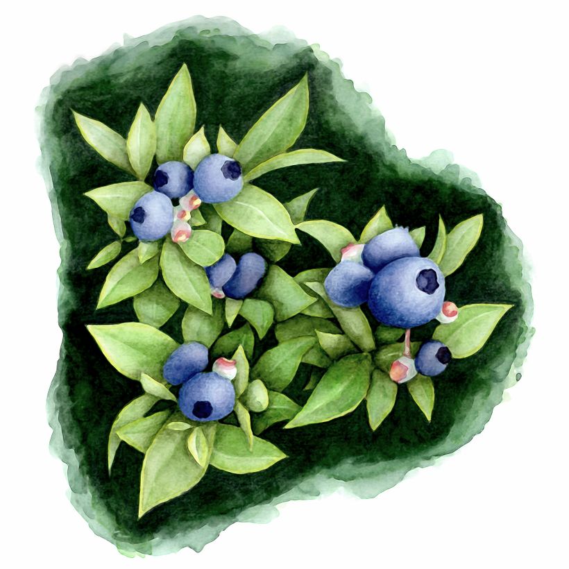 My project in Negative Watercolor Painting for Botanical Illustration course 0