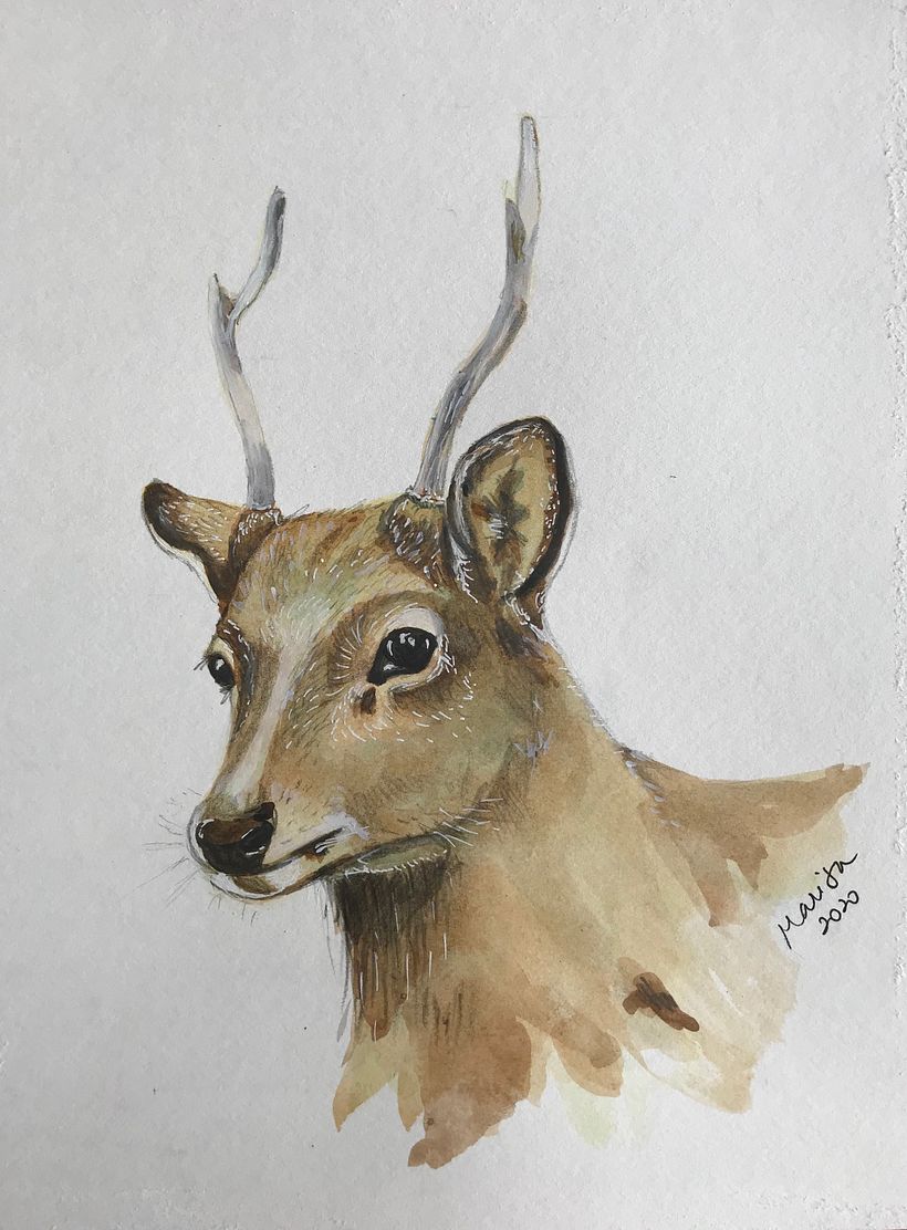 A deer of Nara, Japan
