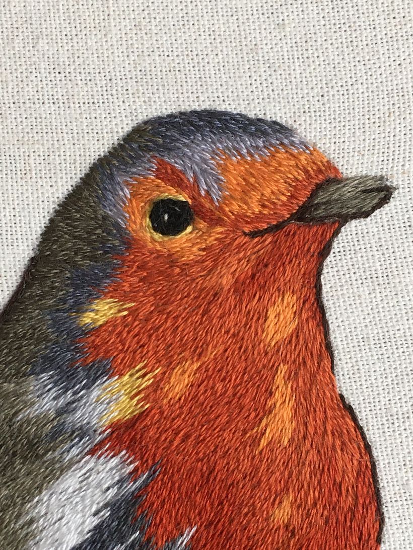 Detalle de la transición de colores en la cabeza y pecho.