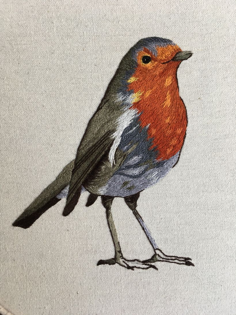 Petirrojo de cuerpo completo :)