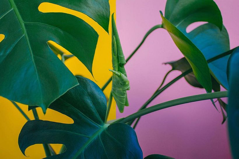 Ayo Vega: Meet the Multifaceted and Multidisciplinary Artist 4