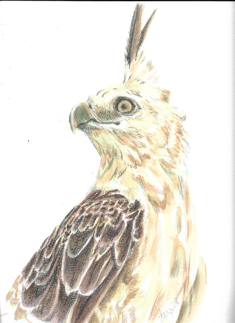 Halcon Dorado, Conejito, Carpitero libelula y Veta 0