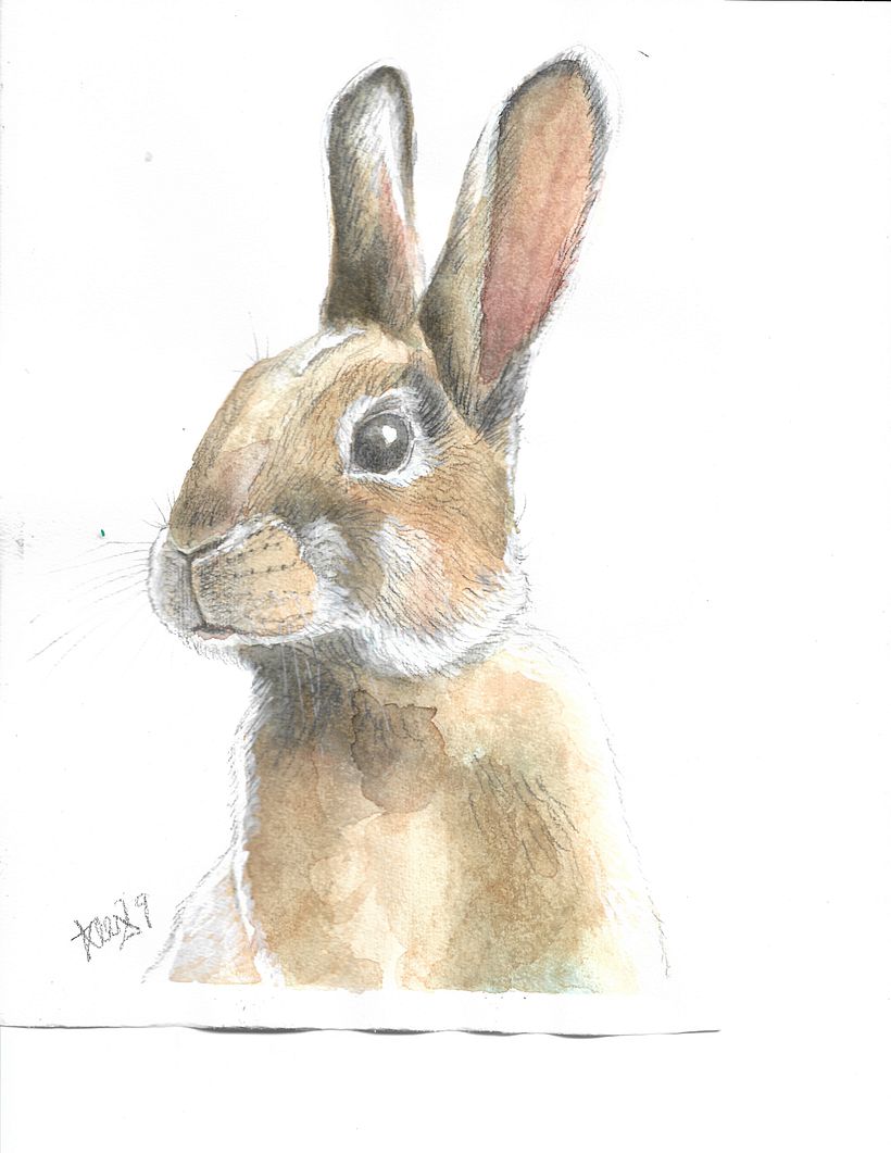 Halcon Dorado, Conejito, Carpitero libelula y Veta 0