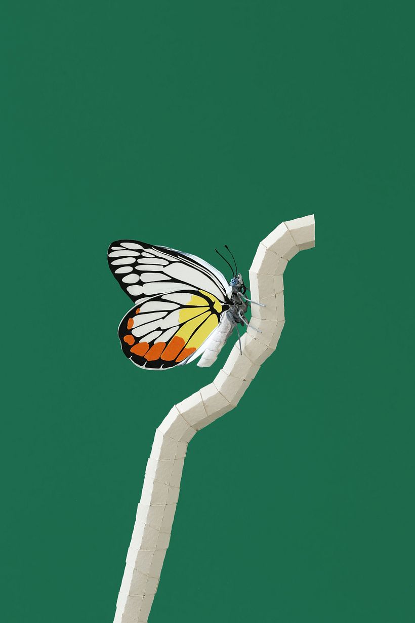 Painted jezebel -1