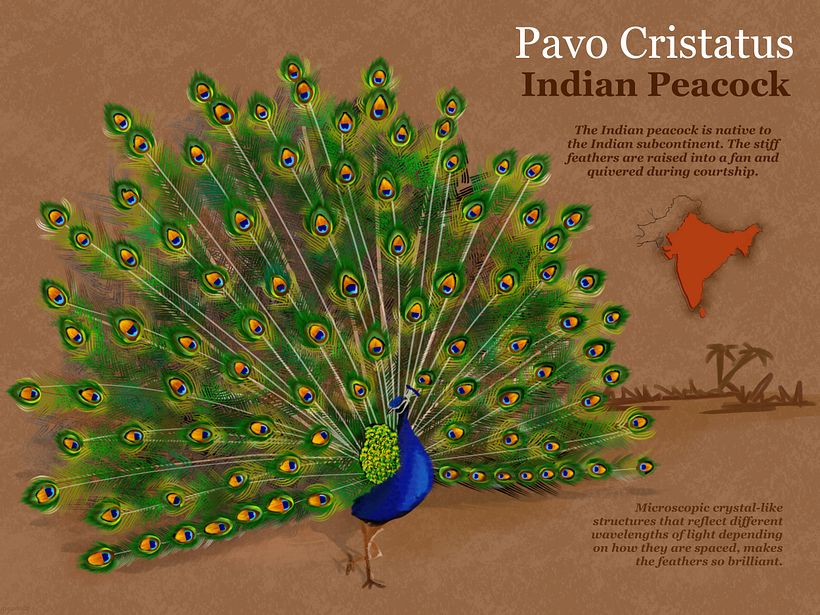 My project in Naturalist Animal Illustration with Procreate course - Indian Peacock 0