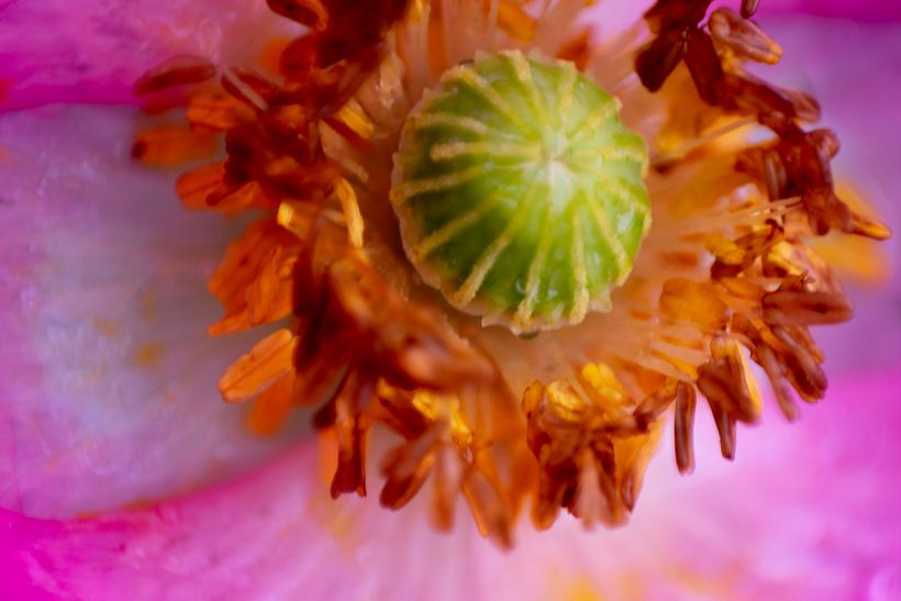 FOTOGRAFÍA_Botánica/Time 0