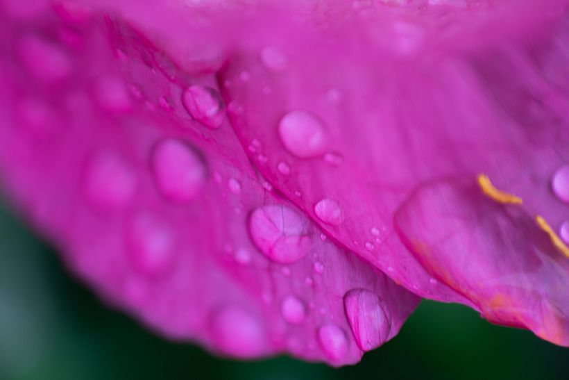 FOTOGRAFÍA_Botánica/Time 4