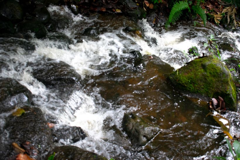 FOTOGRAFÍA_Botánica/Time 8