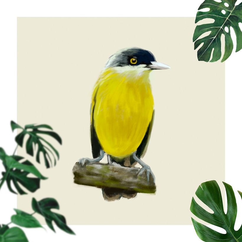 Espatulilla común - Todirostrum cinereum