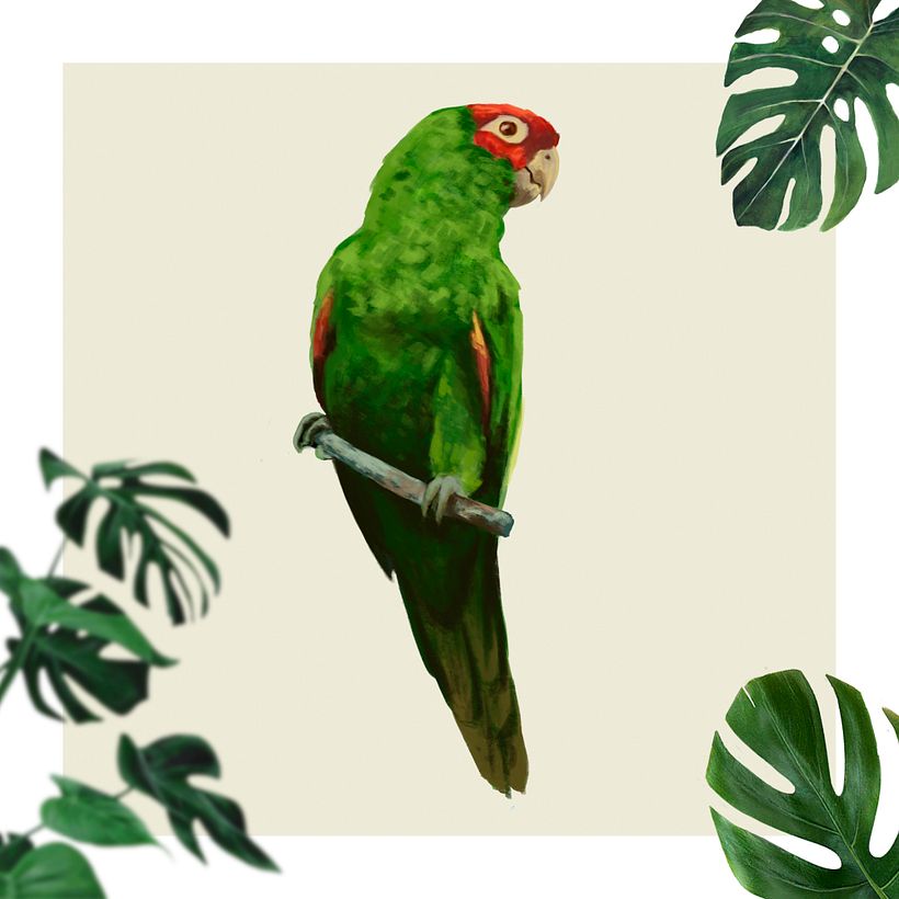 Aratinga de Guayaquil - Nystalus radiatus 