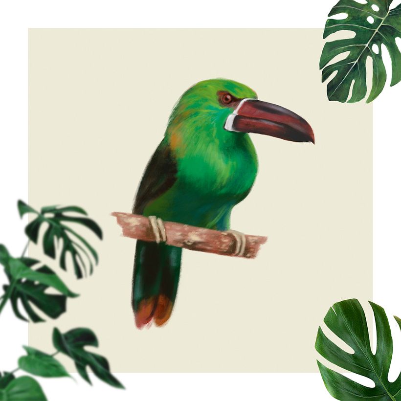 Tucanete lomirrojo - Aulacorhynchus haematopygus