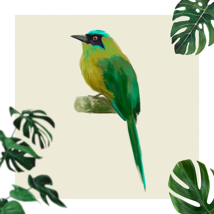 Momote Gritón - Momotus subrufescens