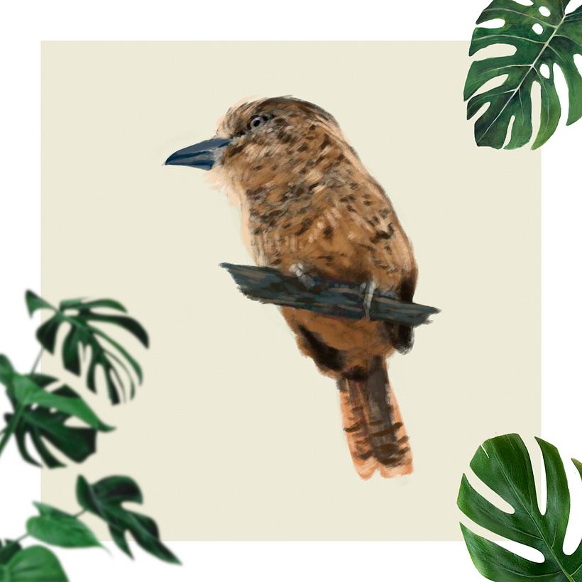 Buco barrado - Nystalus radiatus 