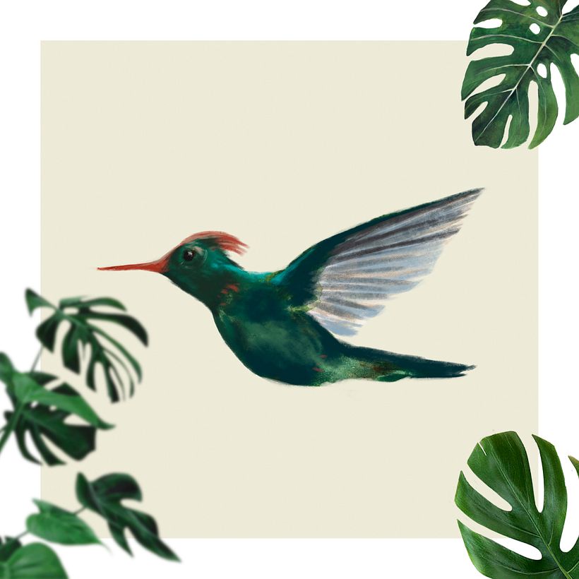 Coqueta Lentejuelada - Lophornis stictolophus