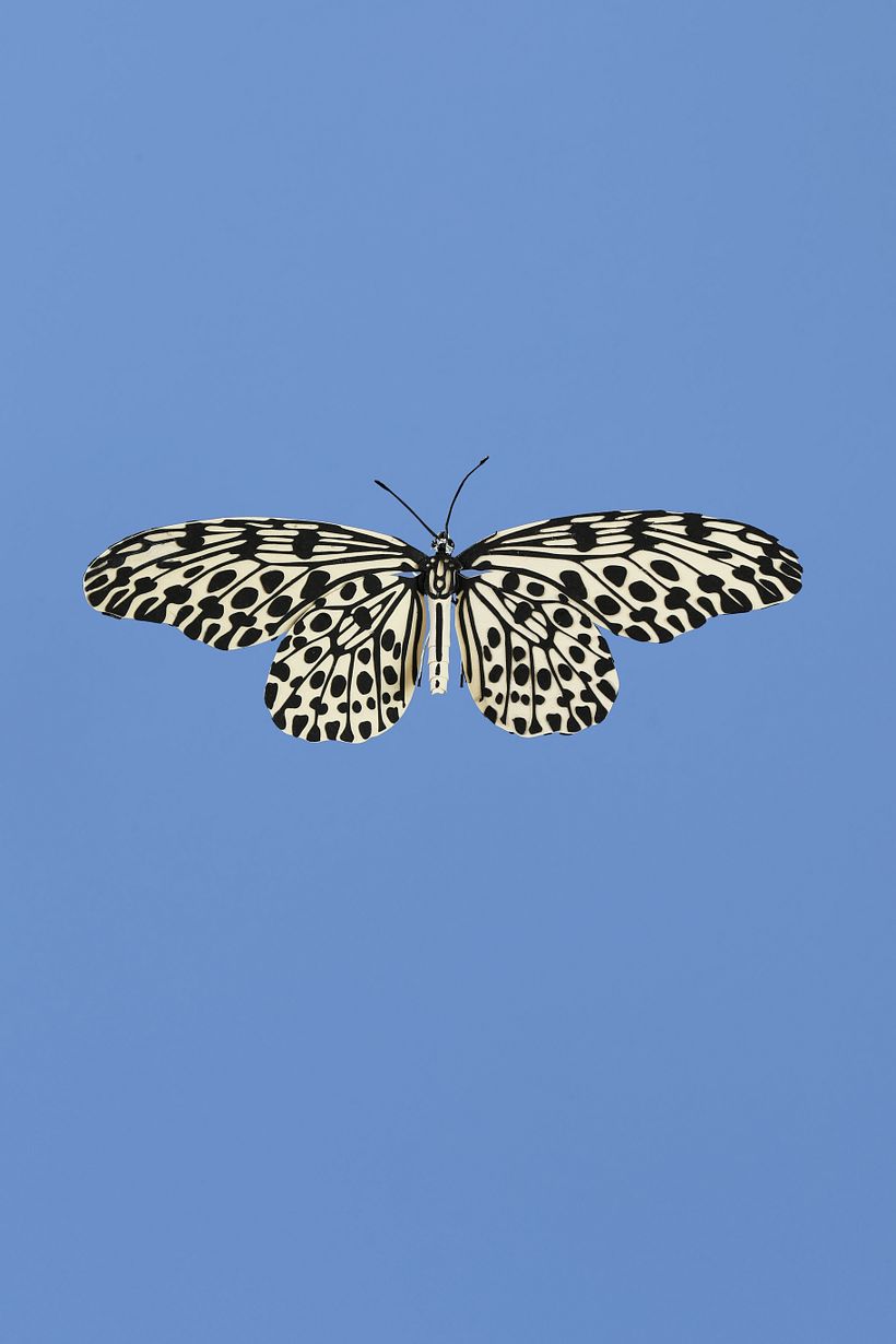 Common tree nymph butterfly  -1