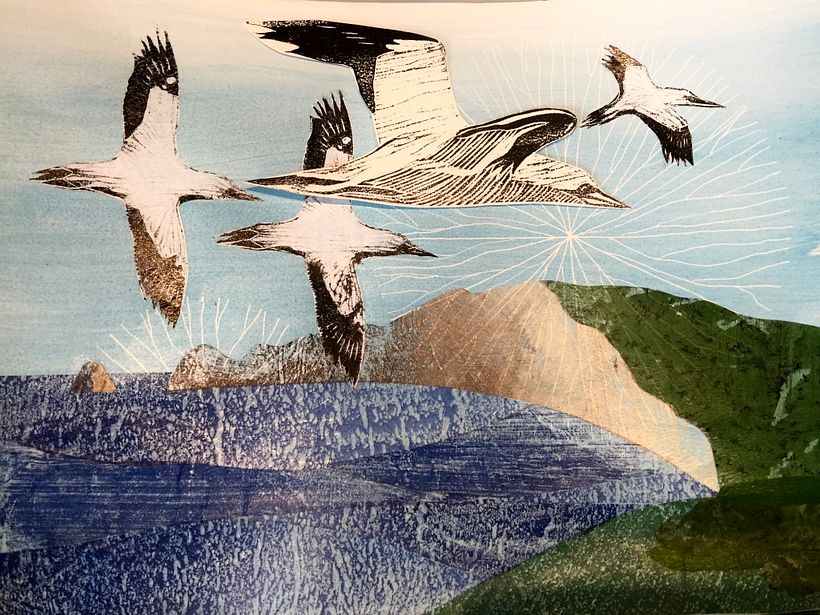 Gannets over Cape Kidnappers NZ. 