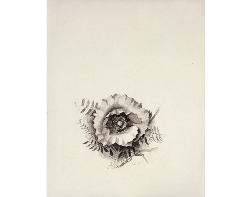 Small Poppy with Vine II, Georgia O'Keeffe (ca. 1927). Georgia O’Keeffe Museum