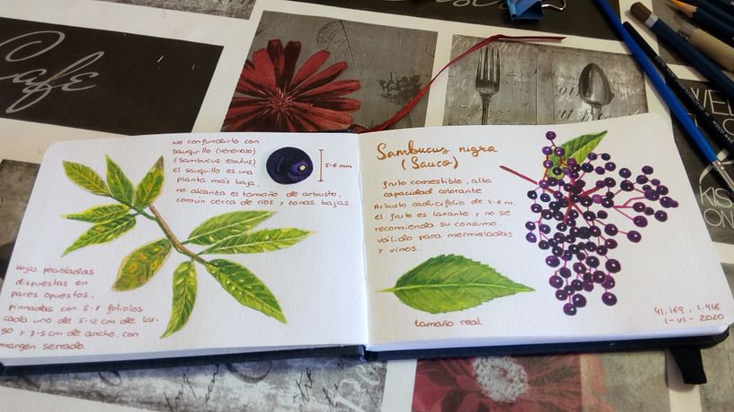 Mi Proyecto del curso: Cuaderno botánico en acuarela 1